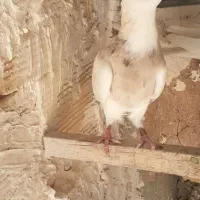 کبوتر طوقی