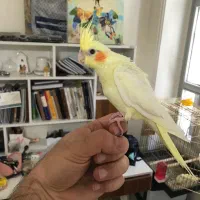 عروس هلندی رام رام دستی دستی