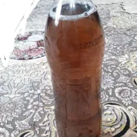 کودانفجاری گلهای آپارتمانی