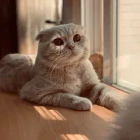 اسکاتیش(برای جفت یابی)