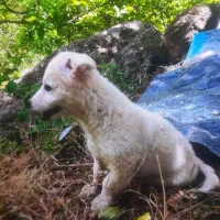 پت خانگی