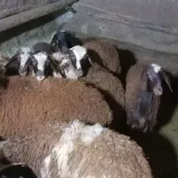 12راس بره درجه و یک و آنتیک ((حراجی)) حراج