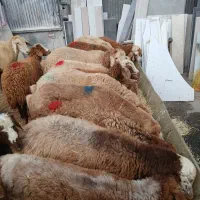 گوسفنده زنده همراه قصاب یافت اباد