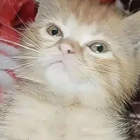 پرشین 3ماهه نر و ماده