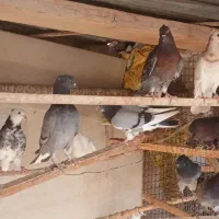 جوجه فروشی