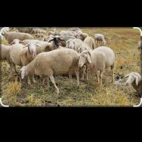 نیازمندنیروی کار