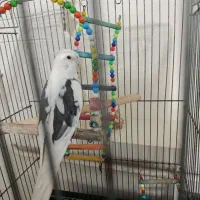 پرنده عروس هلندی