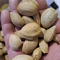 بادام درختی درجه یک اذربایجان