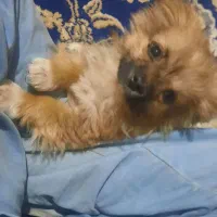 واگذاری توله سگ نژاد اصیل
