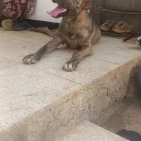 سگ افغان|سگ|تربت جام, والفجر|دیوار
