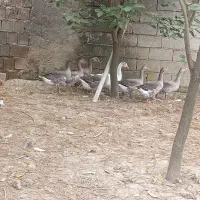 غازا بفروش میرسن