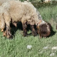 قوچ میش بره