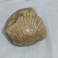 سنگ فسیل