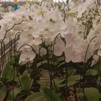 کارشناس تولید گیاهان آپارتمانی