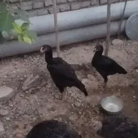جوجه لاری