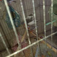 فنچ|پرنده|زارچ, |دیوار