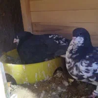 نرماده شهری نر خوشرنگ ماده یال