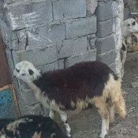 دوعدد بره ماده پلنگی اصل