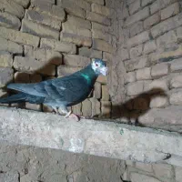 کفتر المانی