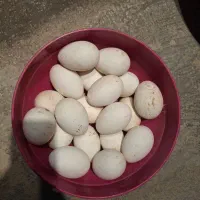 تخم غاز