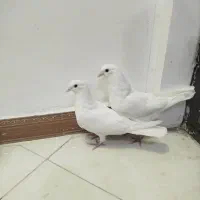 کبوتر سفیدمعلقی