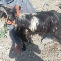 نری چاق