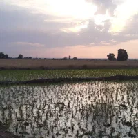 بذر شالی فجر۹۰ روزه