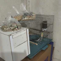 عروس هلندی به همراه قفس و دانه
