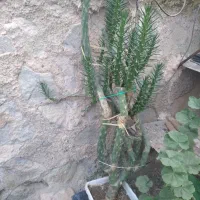 گل و گیاه