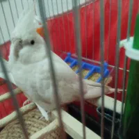 عروس هلندی آلبینو ۸ ماهه اهلی نر