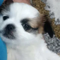 توله میکس پکینیز و شیواوا جیبی