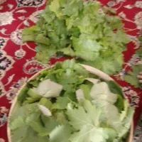 برگ مو انگورتازه دلمه