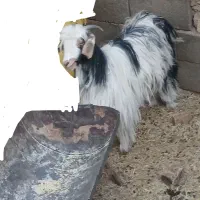 بز کردی