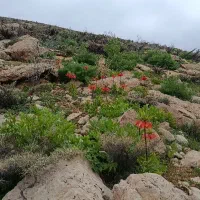 امتیاز-گلخانه-سمیرم