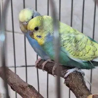 مرغ عشق مولد