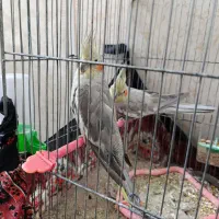 عروس هلندی