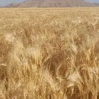 فروش نقدی یک تن جو،کشت امسال