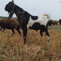 نر بز شیشک بلا