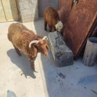 بره دوقلو داشتی در خونه ای