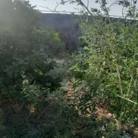 اجاره روزانه خونه باغ(ویلا باغ)، دومیلیون