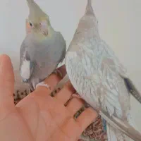 جفت عروس هلندی