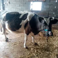 گاو|حیوانات مزرعه|خان ببین, |دیوار