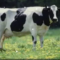 شیر
