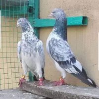 کبوتر