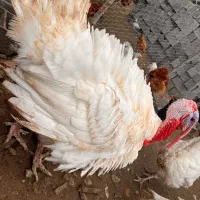 بوقلمون بیوتی گوشتی