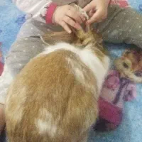 خرگوش خانگی