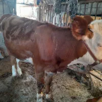 گوساله سیمنتال