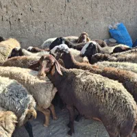 میش آبستن