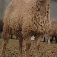 گوسفند