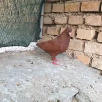 کبوتر.ماده دمبی